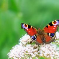 dos du coupon réponse 