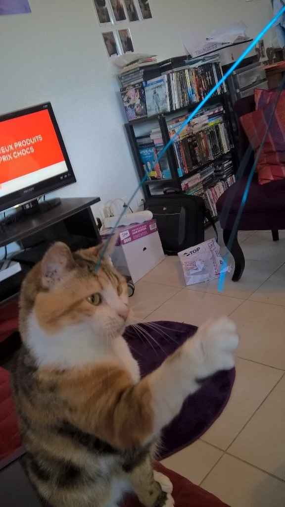 mon chat qui joue avec les fils!!!