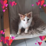 Lolita