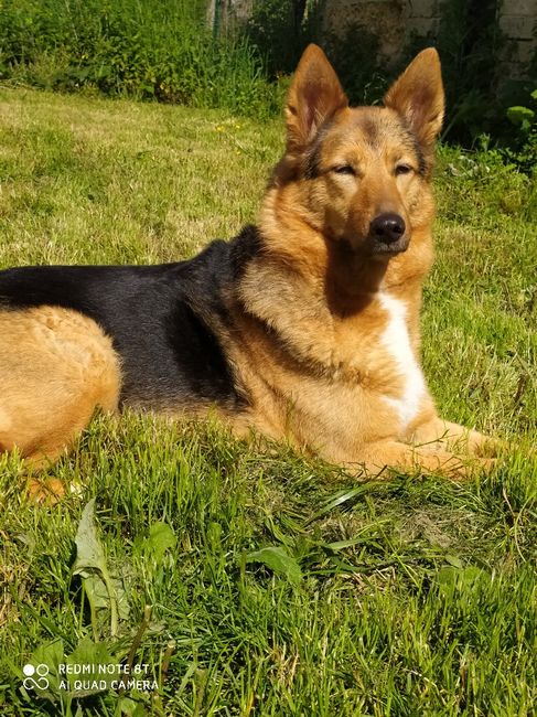 Avez-vous un animal de compagnie en commun ?🐶 27
