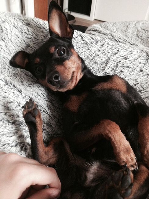 10 photos de chiens qui s'incrustent au mariage - 1