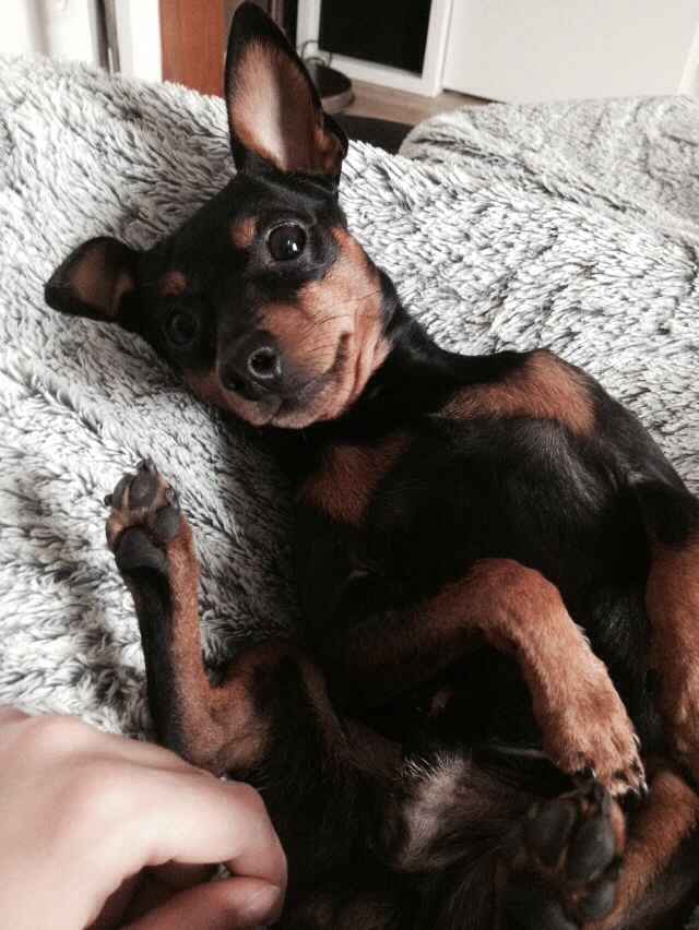 10 photos de chiens qui s'incrustent au mariage - 1