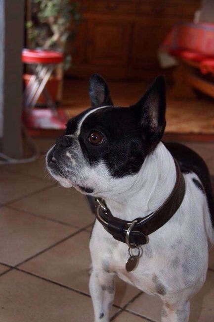 Nos animaux ! - 1