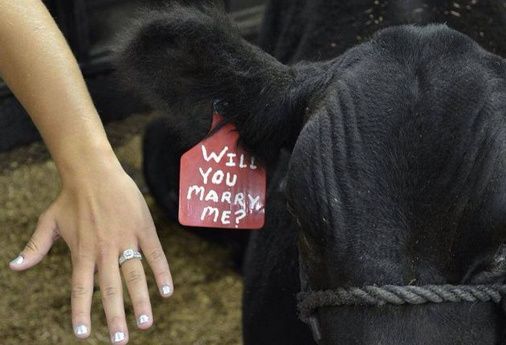 Les pires demandes en mariage? 3