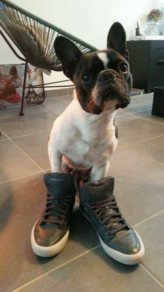 Nos amis les bêtes - 1