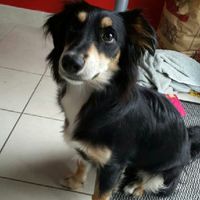  Nos animaux ont une place importante 💕 - 1