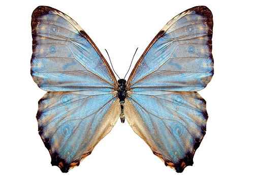 Papillon