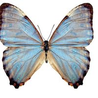 Papillon