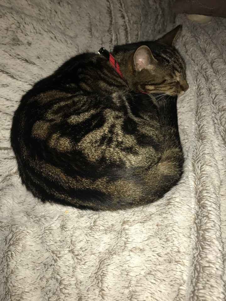 Quel est le nom de votre animal de compagnie ? 🐶 - 1