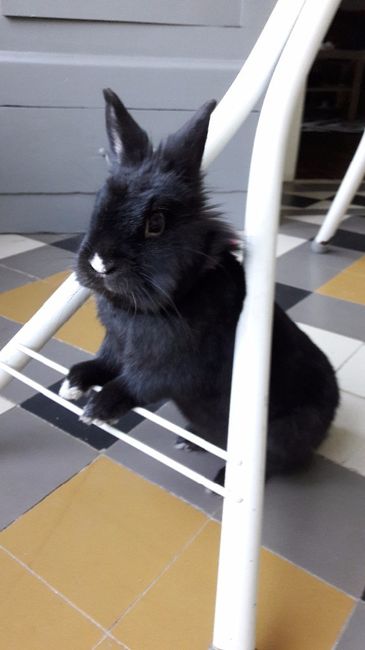 cachou qui pose