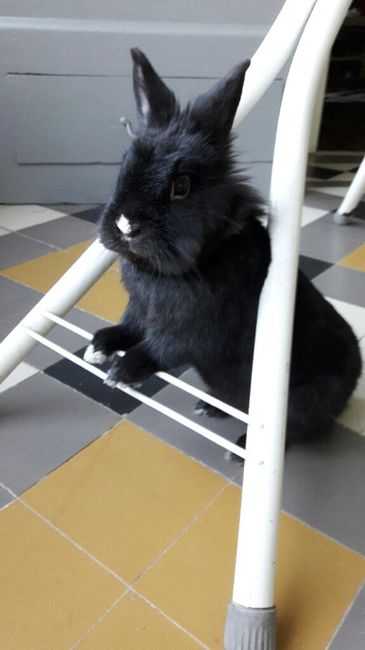 Votre animal portera-t-il un accessoire le jour J ? - 1