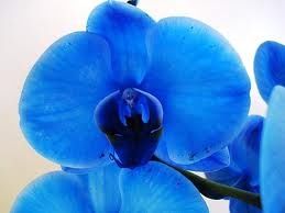 L'orchidée bleu 