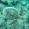 Ludivine