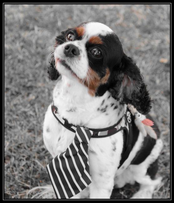 Boutonnière 3