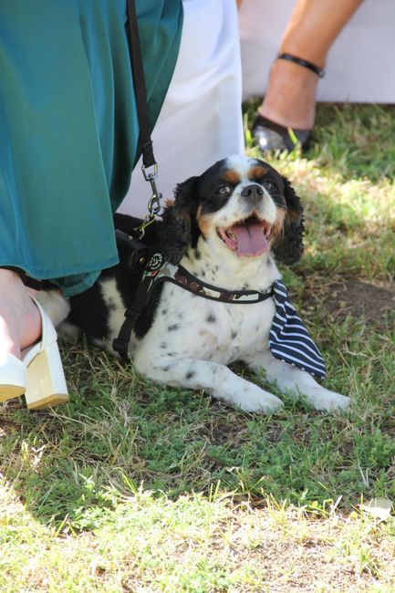 Recherche pet sitter évènementiel 🐶 2