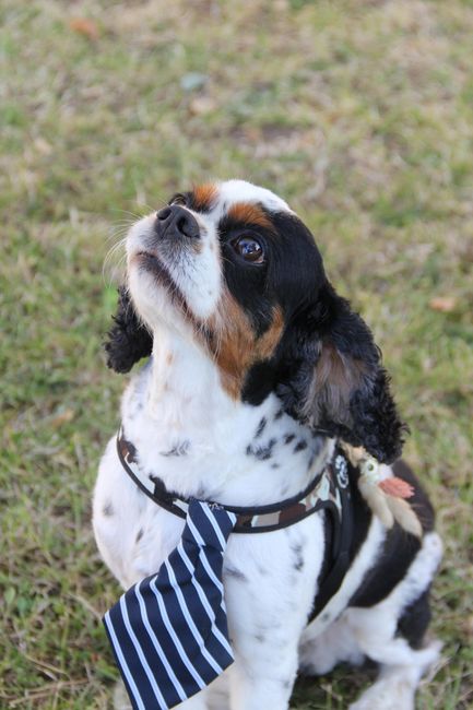 Porte-alliances : des idées originales 10