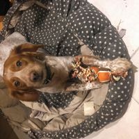 Prendre son chien le jour de son mariage - 1