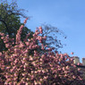 Veollv