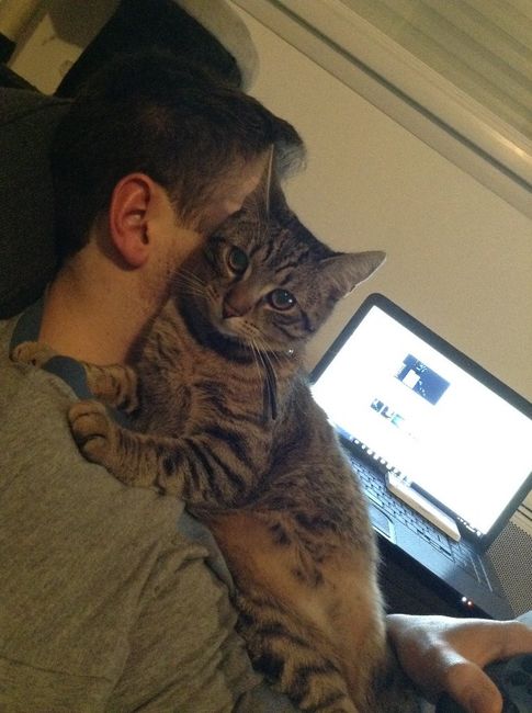 Mon chat