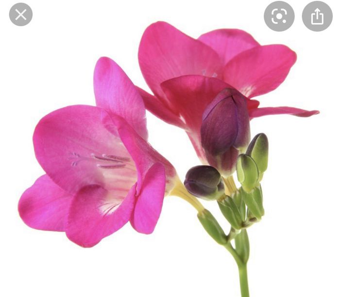 Fleur juillet - 2