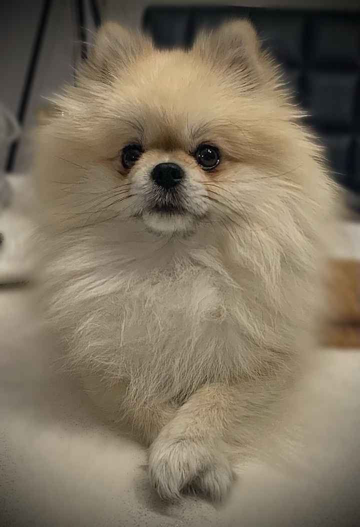 Des photos avec vos chiens ? 🐶 - 1