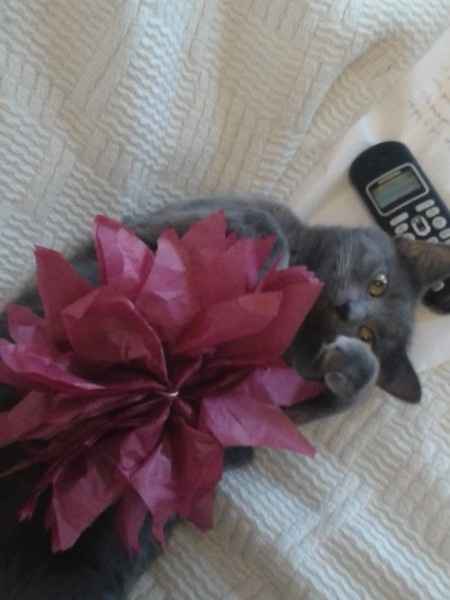 chat fait des pompons