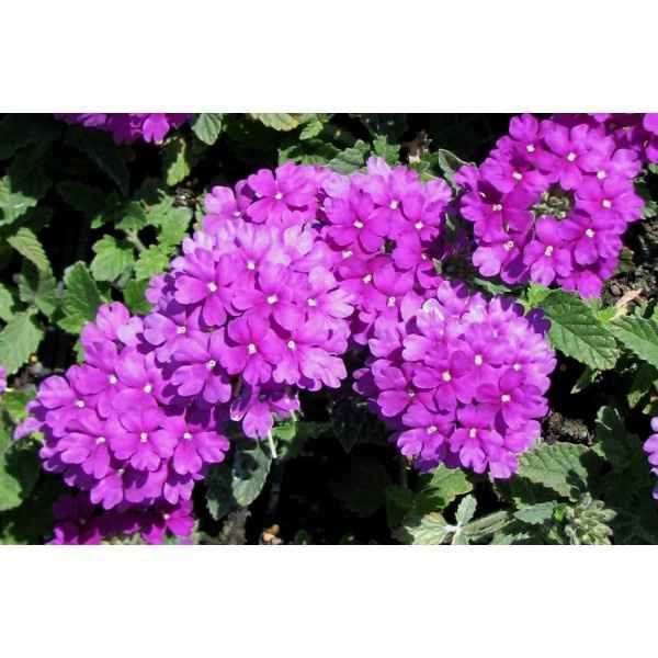 violet
