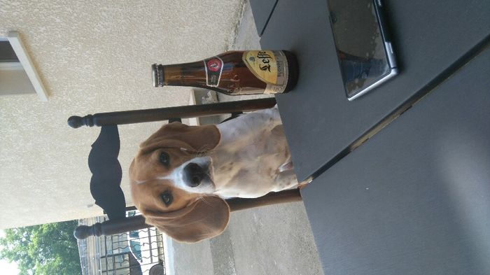Mariage et chien - 1