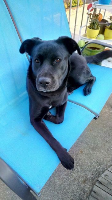 Et les animaux ? - 1