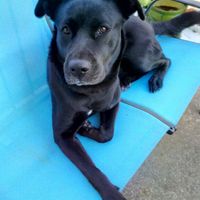 Et les animaux ? - 1