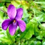 violette jalabert