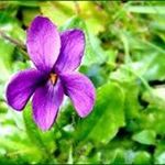 Violette