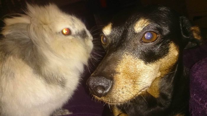 Cookie amène nos alliances ! - 2