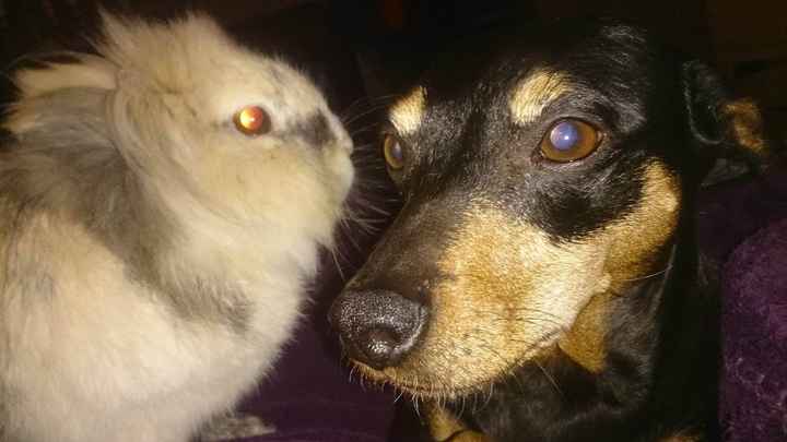 Cookie amène nos alliances ! - 2
