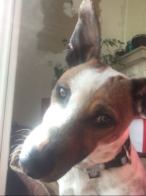 Implication de votre chien - 1