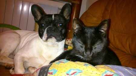 mon chien et mon chat