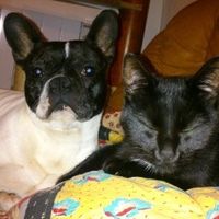 mon chien et mon chat