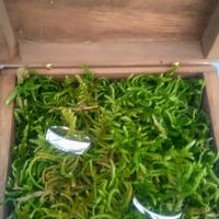 Inspi . Alliances - 1