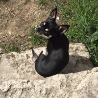 Pension réservée pour mon dindon... - 1