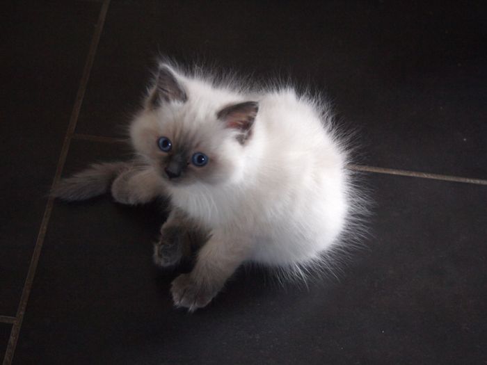 Jasmin