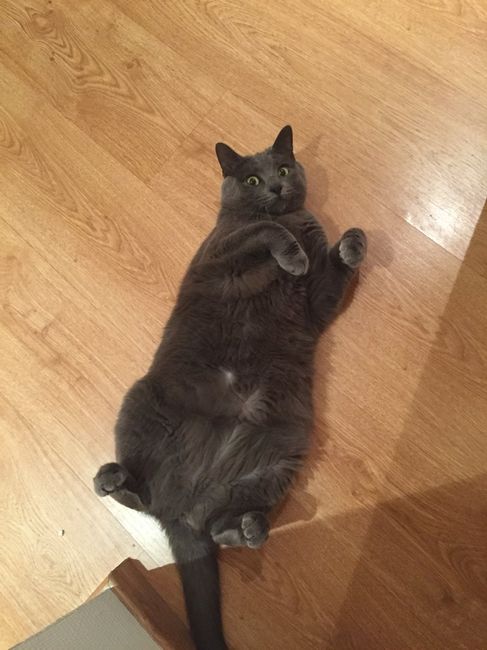 Un animal de compagnie à la maison juste après le mariage ? - 1