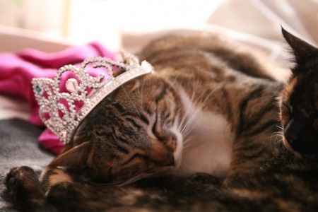 nos minets en mode princesse lol