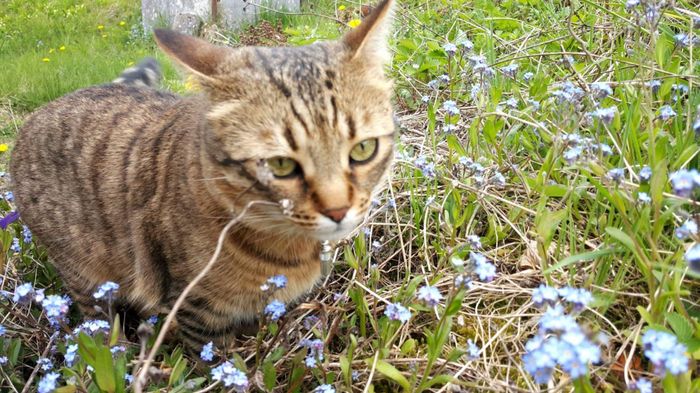 Montrez-moi vos boules de poils ! 😻 - 1