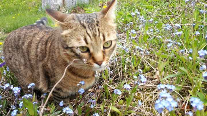 Montrez-moi vos boules de poils ! 😻 - 1