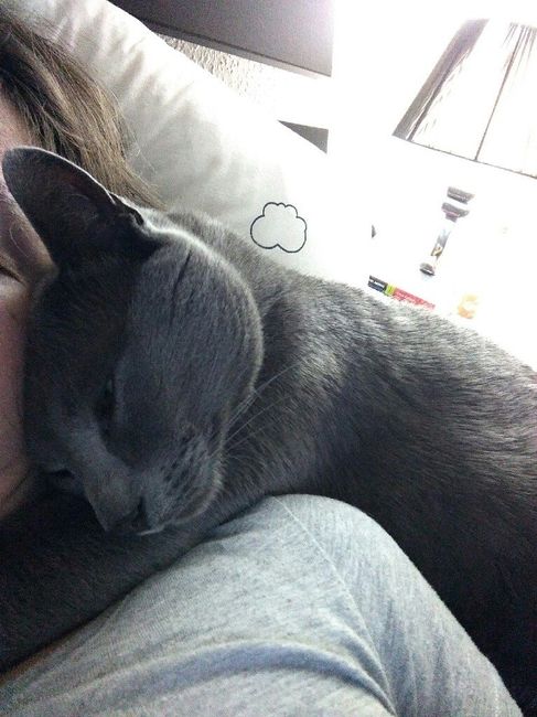 Vos animaux de compagnie ! - 2
