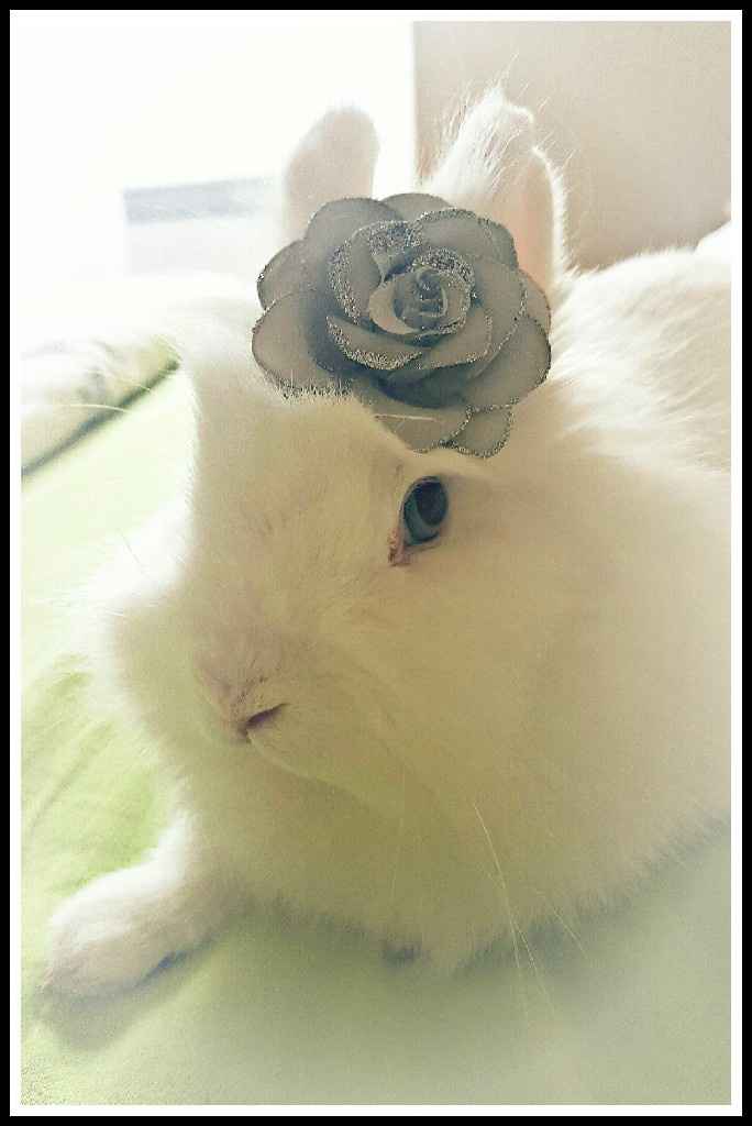 Animaux de cie au mariage : pour ou contre ? - 1