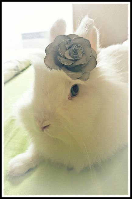 Animaux de cie au mariage : pour ou contre ? - 1