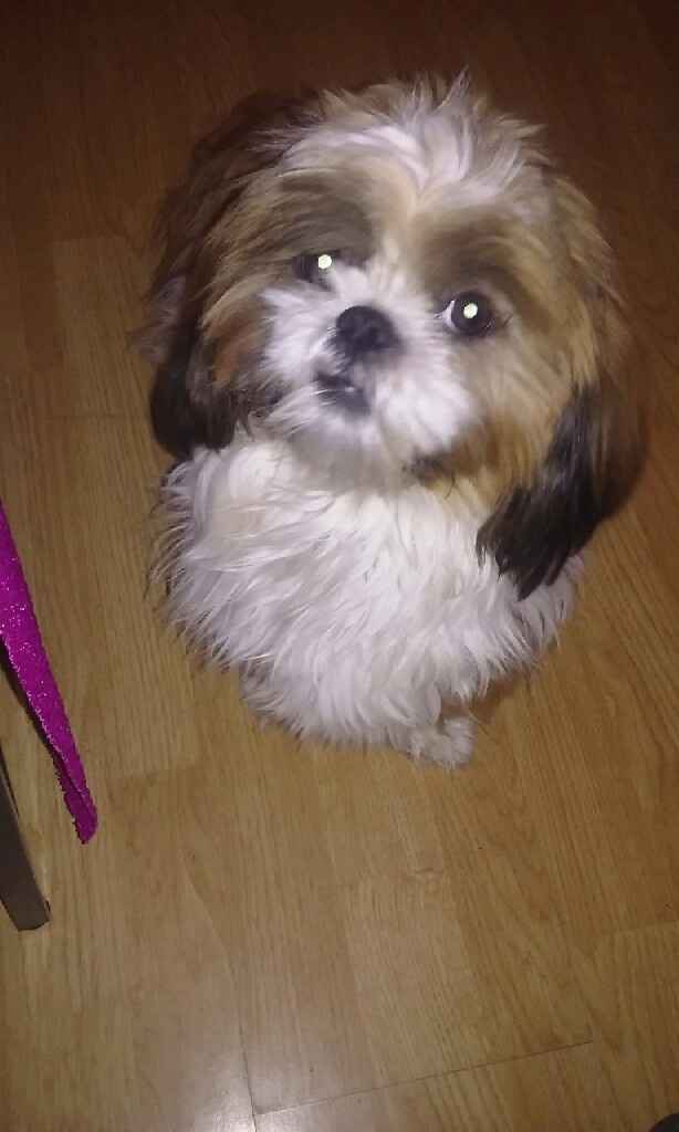 Nos amis les bêtes - 1