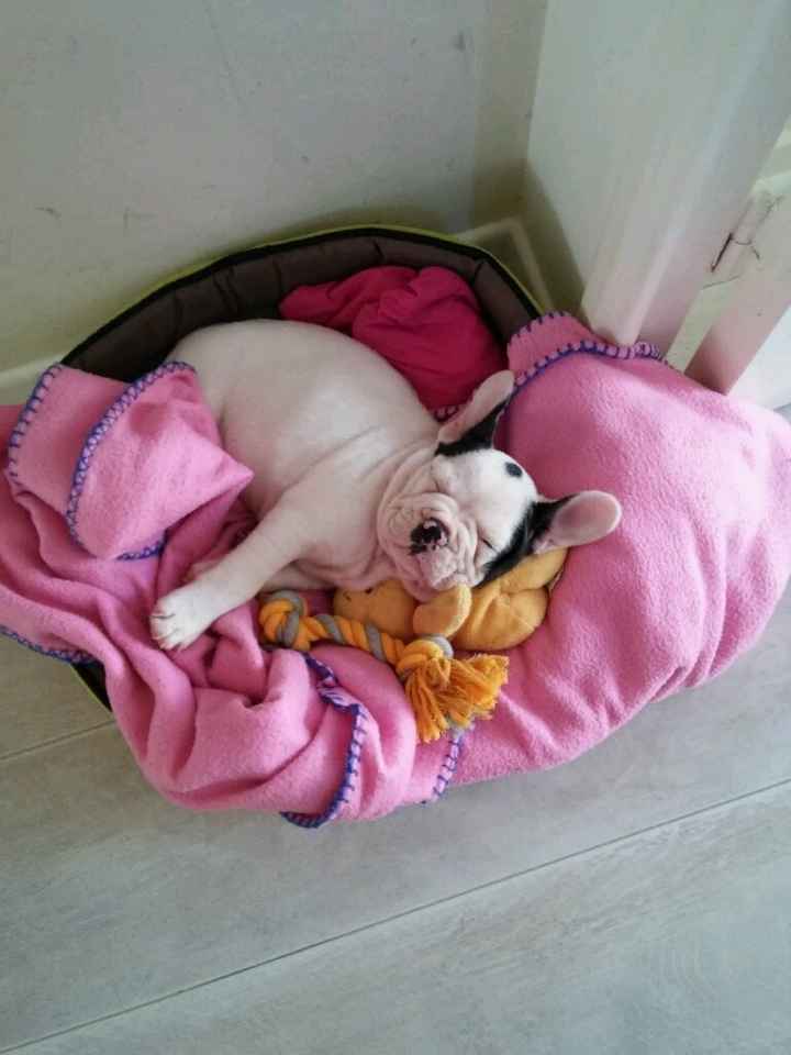 Juste envie de vous montrer mon bb chien lol - 2