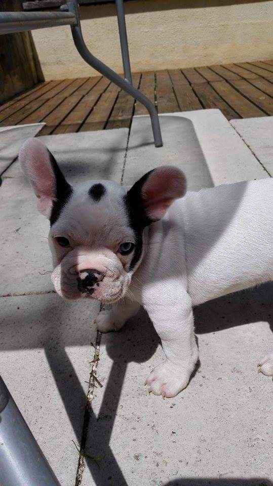 Juste envie de vous montrer mon bb chien lol - 3